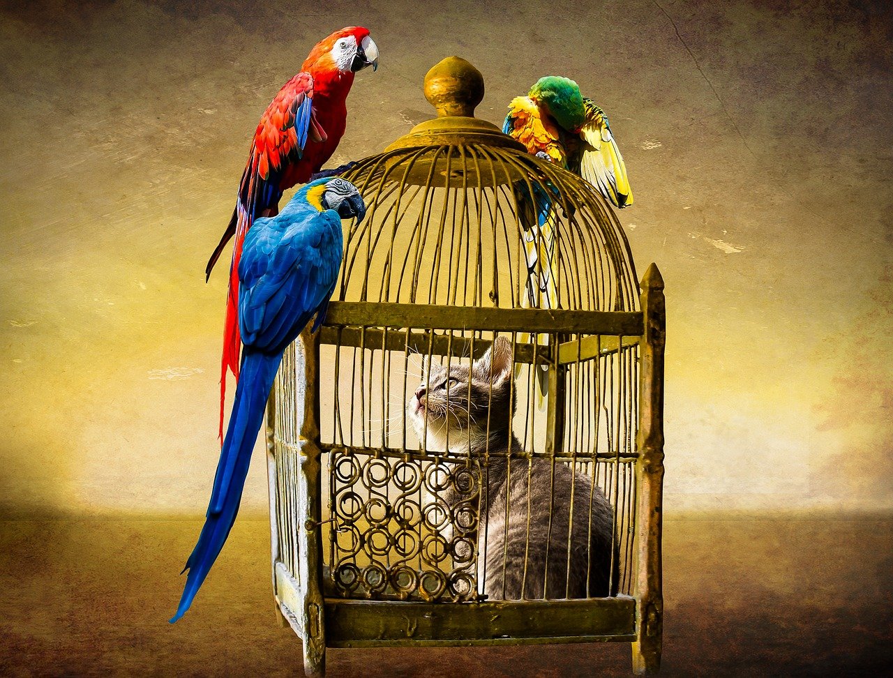 animals cat bird parrot era cage 2107902